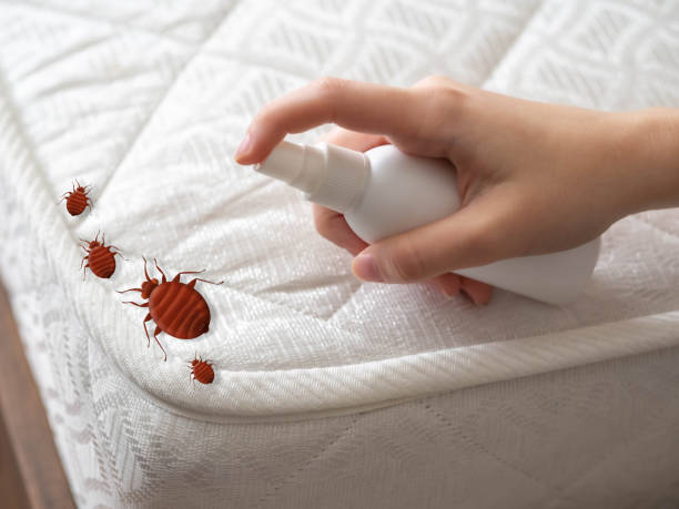 Trusted Strasburg, CO Pest Control Experts
